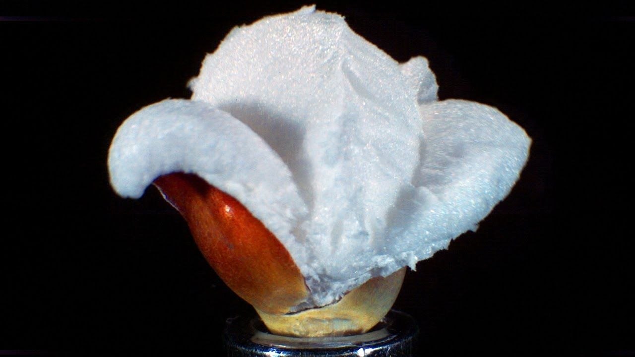 Popcorn en slowmotion (30000 fps)