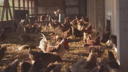 Fipronil Skandalı Belçika'ya Pahalıya Mal Oldu