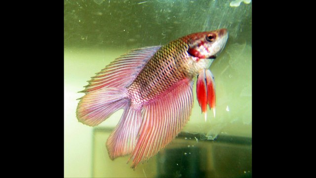 Double tail betta fish