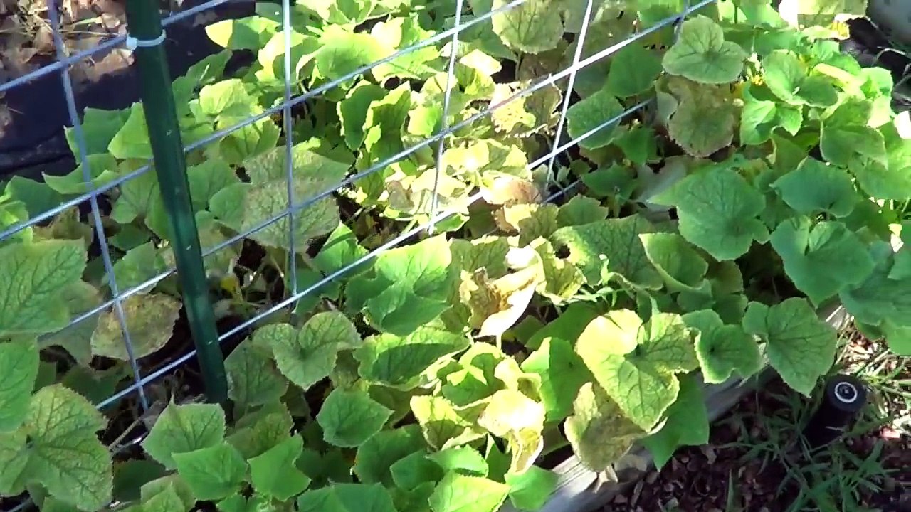 Early June Garden Tour & Harvest after all the Rain