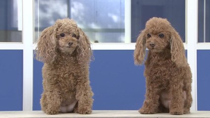 "진짜와 너무 똑같아" 깜짝!...가격도 깜짝! / YTN