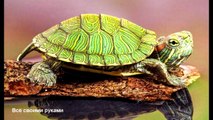 Интересные факты о красноухих черепахах!/Interesting fs about slider turtles