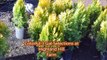Common 3 gal plants used in Pa Landscapes     We Have a Large selection