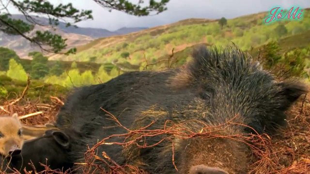 Ly kỳ chuyện nanh heo rừng bảo vệ tổ gà thoát khỏi đám cháy