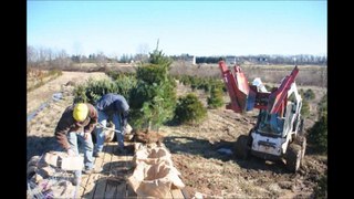 Digging Of White Pine Trees  in Bucks County