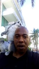 Ce petit singe fait un saut incroyable pour rejoindre son maitre