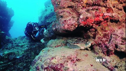 WILDLive! - Raies-aigles léopards et tortue verte - s01 ep02