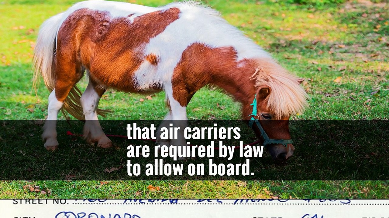 Delta Air Lines Tightens Rules for Service and Support Animals