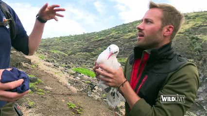 WILDLive! - Pailles-en-queue - s01 ep03