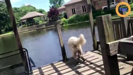 Ce chien est bon pêcheur