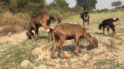 Biggest Goat Street Find Successful and Funny Cute Baby Goat Compilation