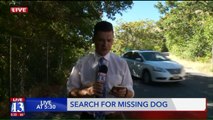 Woman Desperate to Find Dog Who Escaped After Car Crash That Killed Her Dad