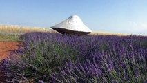 Alpes-de-Haute-Provence : les champs de lavandes attisent aussi la curiosité des extraterrestres, rappelez-vous il y a 53 ans un ovni se posait sur le plateau de Valensole