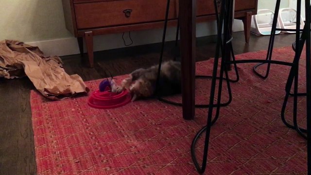 Crazy Case get the kitten crazies!