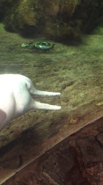 Ce dauphin se fait plaisir dans la bouche d'un poisson !