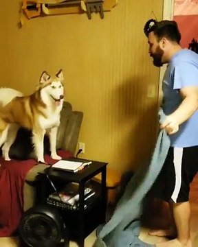 Tour de magie à son chien ? Ça marche ! Hilarant !