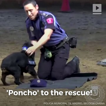 Adorable Police Dog Performs CPR on Handler