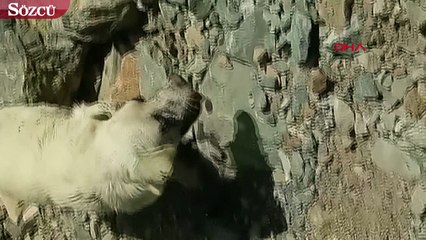 Hakkari’de köpeğin gözlerini oyup, Zap kenarına terk ettiler