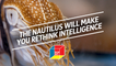 The nautilus will make you rethink intelligence