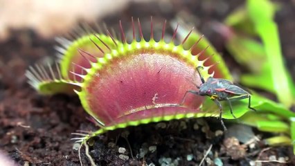 Regardez comment une plante carnivore se nourrit