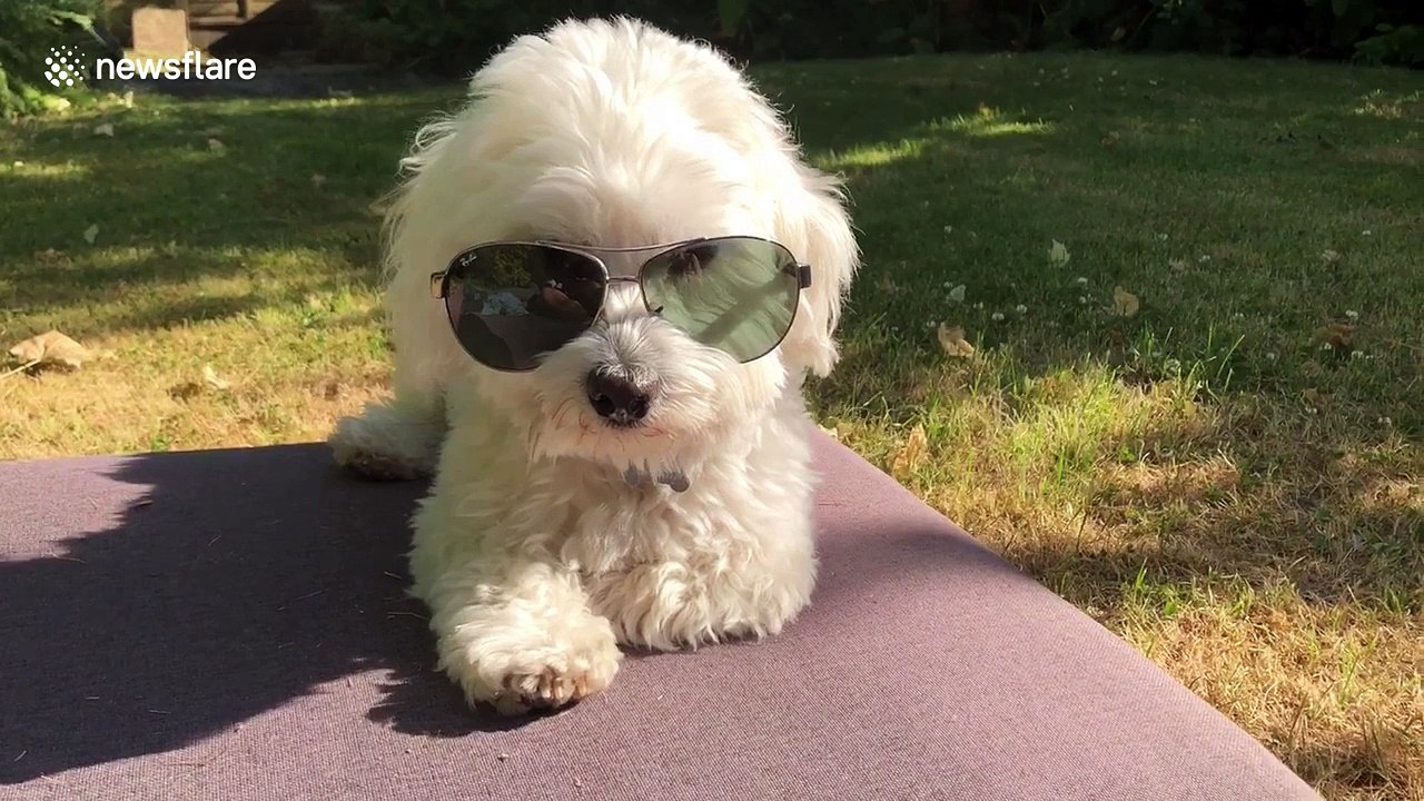 This dog’s future is so bright, he’s gotta wear shades