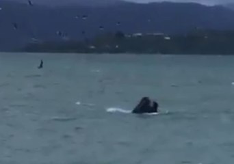 Possible Whale Sighting at Wellington Harbour Delights Motorists