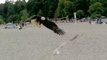 Bald Eagle Attacks Seagull on Vancouver Beach