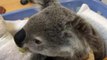 Cute Koala Devours Leaf 'Sludge' While Recovering From Fractured Jaw