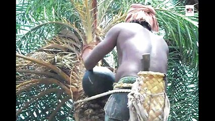 'Khajur Tadi' Live Video | An Alcoholic Drink  खजुर की ताडी Kaise Banta Hai ?