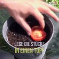 So könnt ihr ausgehend von eurem Supermarkt-Einkauf eure eigene Tomatenproduktion starten.  Entdecke mehr:   |   )