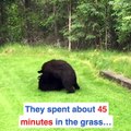 Even Alaskan black bears love to have fun in the sun!  ☀️
