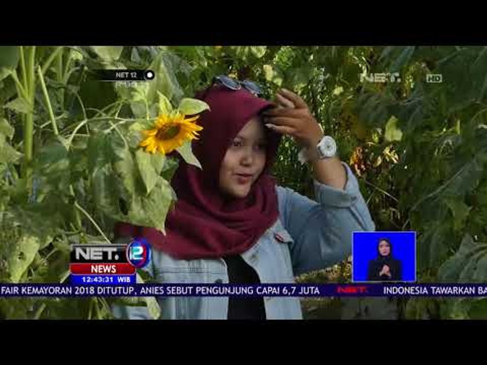 Wisata Bunga Matahari - NET 12