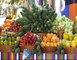 Criação da FreshMadeira para Exportação de Frutas Subtropicais da Madeira