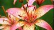 stock-footage-raindrops-on-the-petals-of-a-flower-orange-lily-slow-motion-macro　沼野忠裕