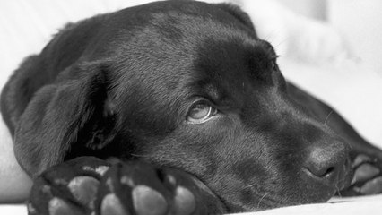 Burari case : Delhi Family की मौत के बाद Pet Dog के हाल हुआ बुरा, संदिग्ध स्थिति में जांच