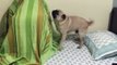 This dog went viral when he couldn't find his friend under the covers — but he's SO much better at it now!