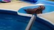 When these people saw animals drowning in their swimming pools, they acted fast to save their lives 