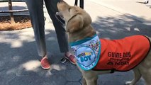 LIVE: Sunny, the guide dog in training is turning 6-months-old today! He's celebrating by learning some new distraction techniques in the park!