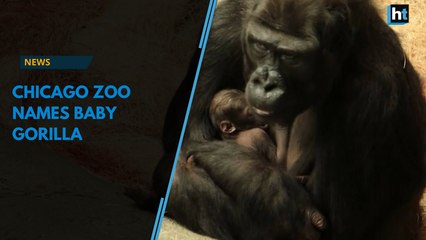 It's a girl! Chicago Zoo names baby gorilla