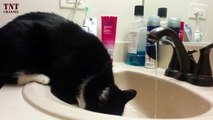 Cats Love Water  Funny Cats Hate Relationship With The Water (Part 1) [TNT Channel]