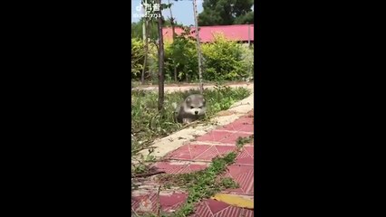 funny Cute Dogs and Cats doing funny things