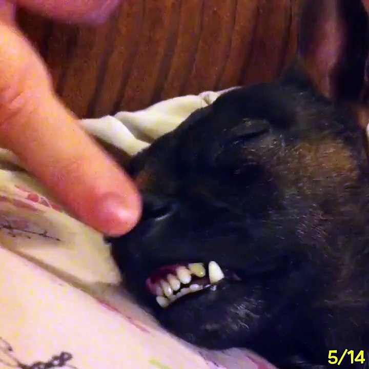 Funny pets Compilation 2018