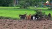 Active Pet Village Animals - Beautiful Green Rice Field With Lovely Pet