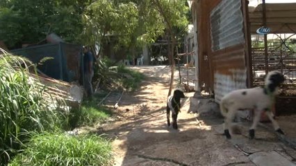 Doğarken Anneleri Ölen İkiz Kuzulara 'Özel Anne' Şefkati