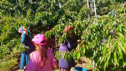 Kirazda hasat başladı ancak üretici mutlu değil