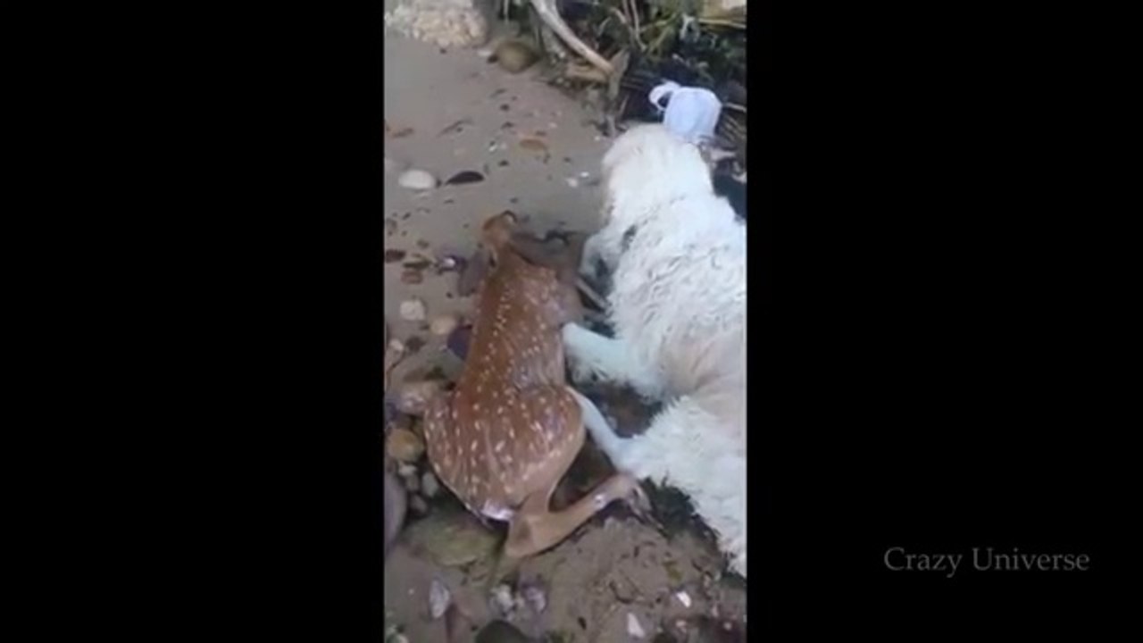 Ten Unbelievable Animals That Saved Other Animals -video clips