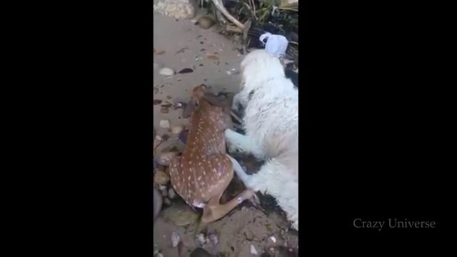 Ten Unbelievable Animals That Saved Other Animals -video clips