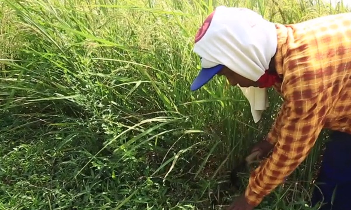 Kertajati Gusur Petani? (2)