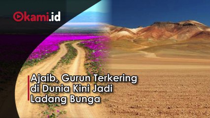 Ajaib, gurun Terkering di Dunia Kini Jadi Ladang Bunga
