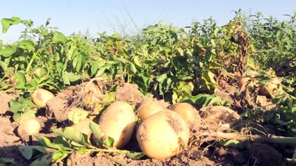 Niğde'de patates hasadı başladı